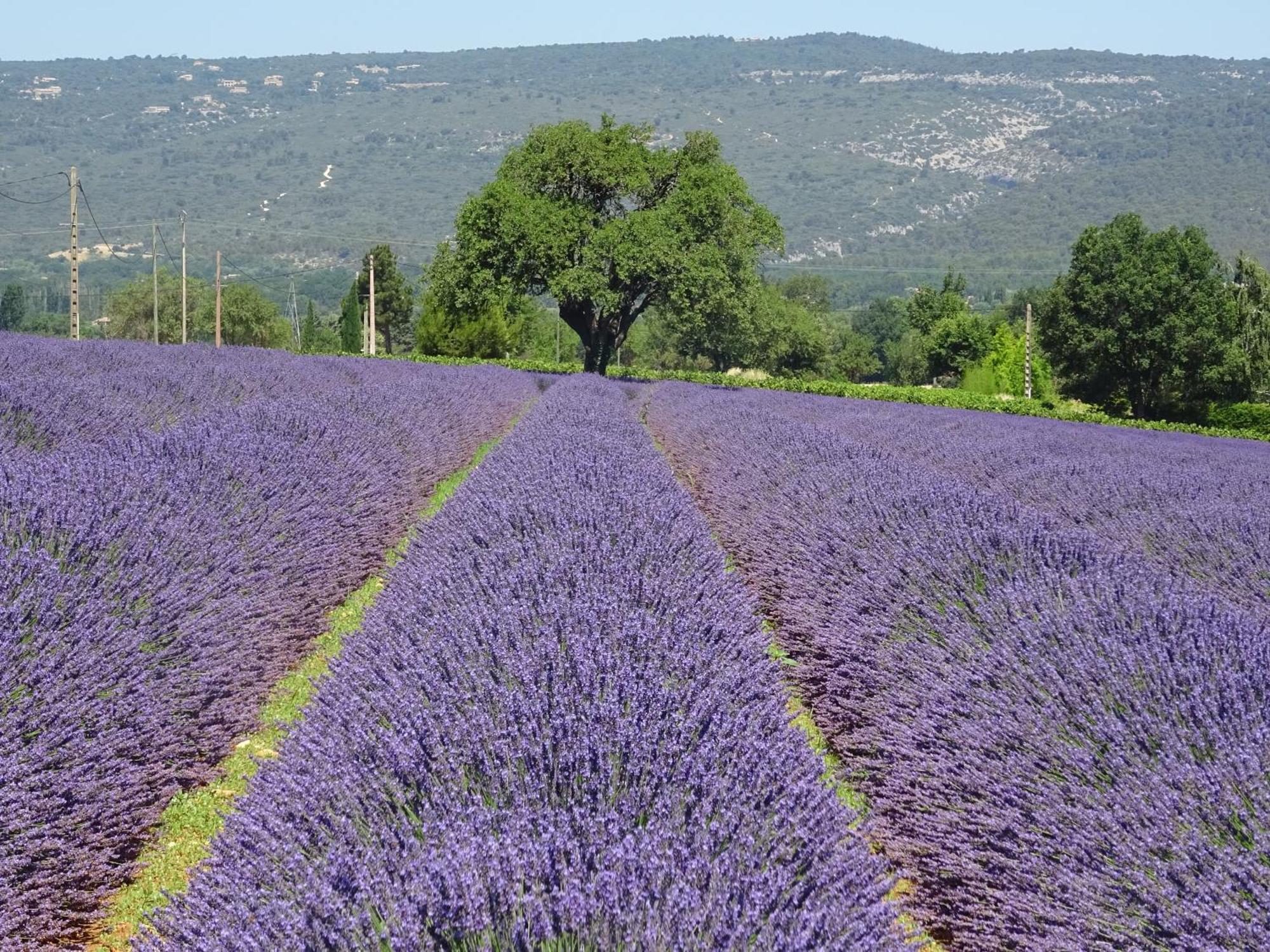 Villa Les Cistes Lioux Esterno foto